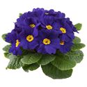 Afbeelding van Primula P10.5 Kleurtonend Blue